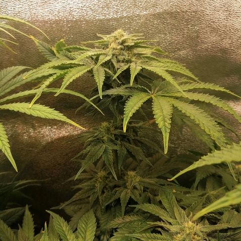 Walburga #1 growlog timeline photo