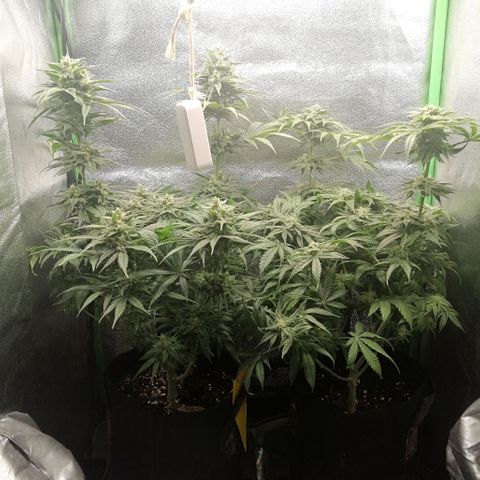 Walburga #1 growlog timeline photo