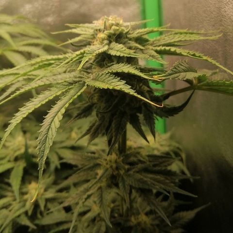 Walburga #1 growlog timeline photo
