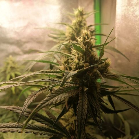 Walburga #3 growlog timeline photo