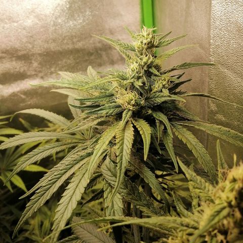 Walburga #3 growlog timeline photo