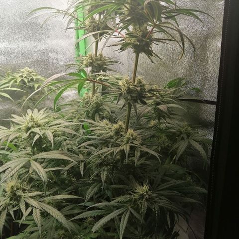 Walburga #3 growlog timeline photo