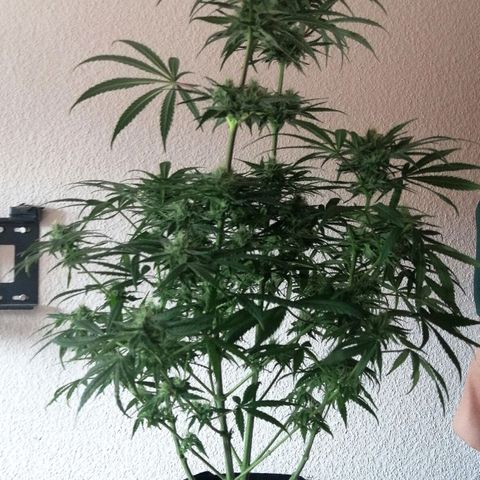 Walburga #3 growlog timeline photo