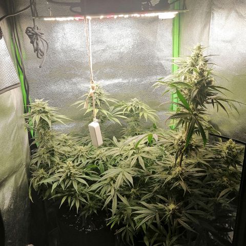 Walburga #3 growlog timeline photo