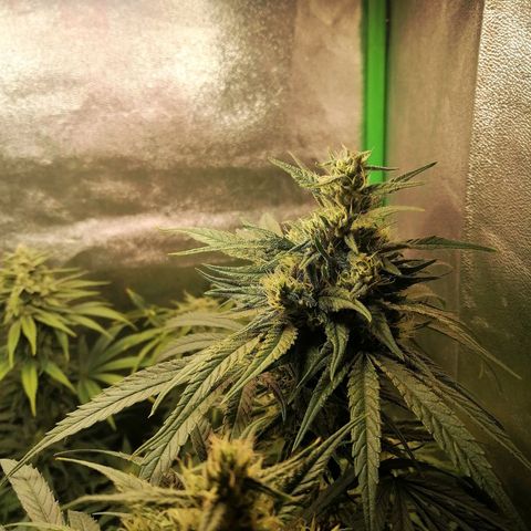 Walburga #2 growlog timeline photo