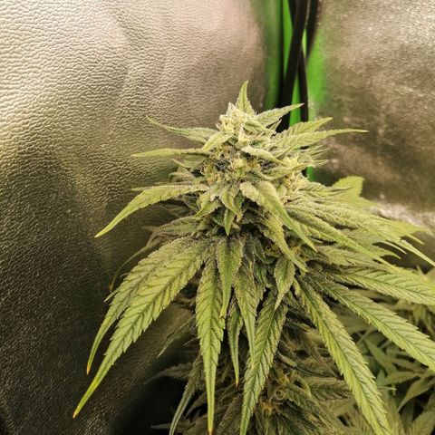 Walburga #1 growlog timeline photo