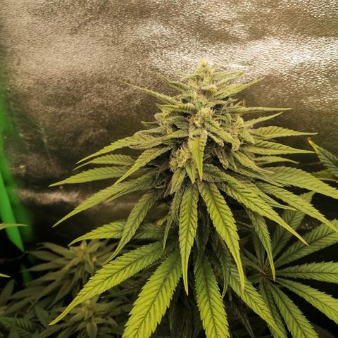 Walburga #1 growlog timeline photo