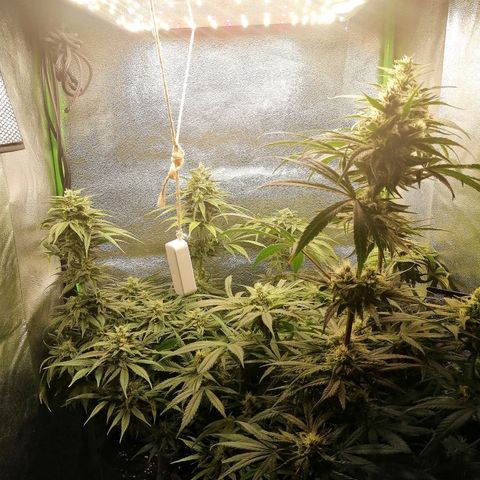 Walburga #3 growlog timeline photo
