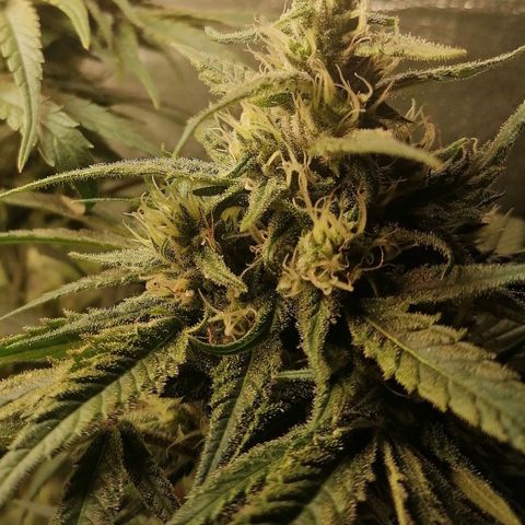 Walburga #3 growlog timeline photo