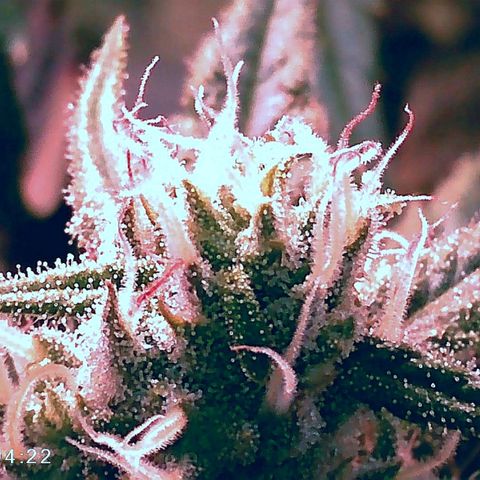 Walburga #3 growlog timeline photo