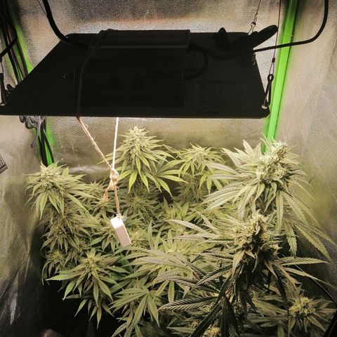 Walburga #3 growlog timeline photo
