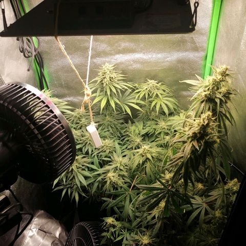 Walburga #3 growlog timeline photo