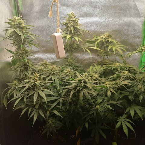 Walburga #1 growlog timeline photo
