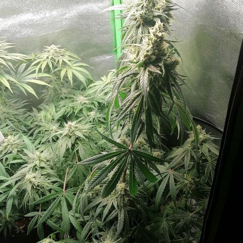Walburga #3 growlog timeline photo