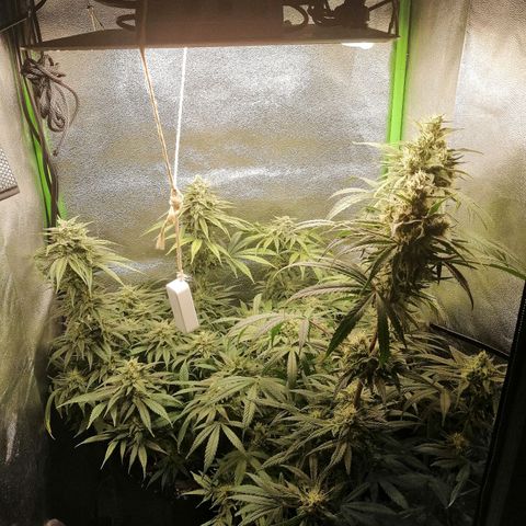 Walburga #3 growlog timeline photo