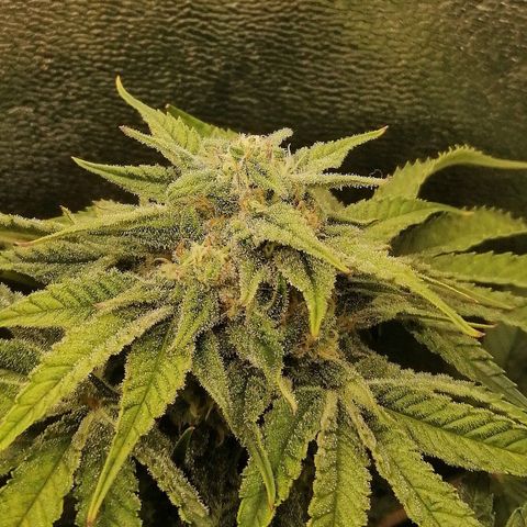 Walburga #2 growlog timeline photo
