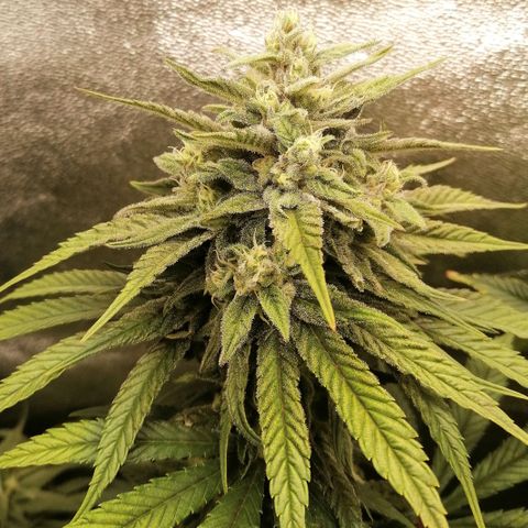 Walburga #2 growlog timeline photo