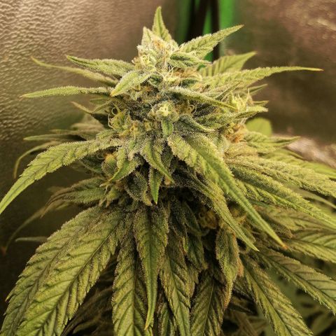 Walburga #1 growlog timeline photo