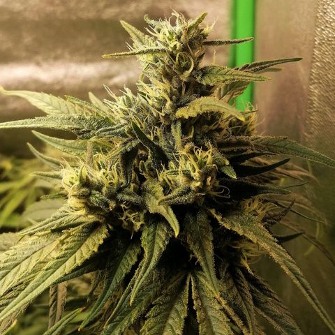 Walburga #2 growlog timeline photo