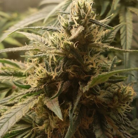 Walburga #3 growlog timeline photo
