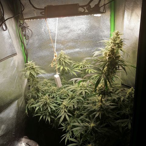 Walburga #3 growlog timeline photo