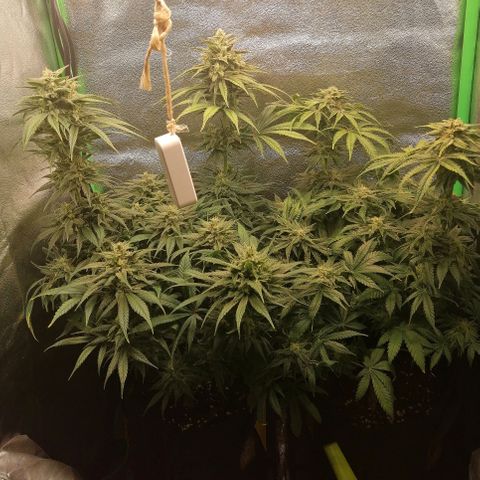 Walburga #1 growlog timeline photo