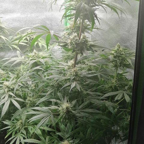 Walburga #3 growlog timeline photo