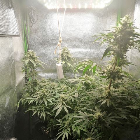 Walburga #3 growlog timeline photo
