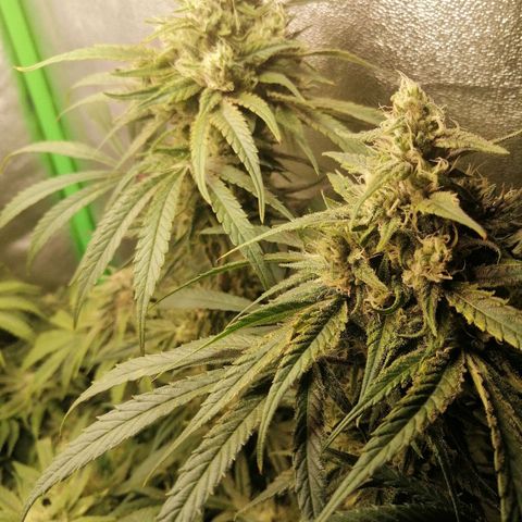 Walburga #3 growlog timeline photo