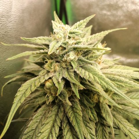 Walburga #1 growlog timeline photo