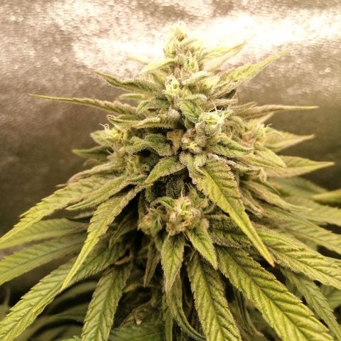 Walburga #1 growlog timeline photo