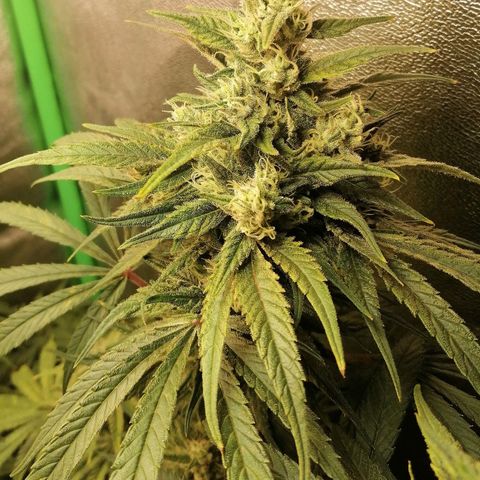 Walburga #1 growlog timeline photo