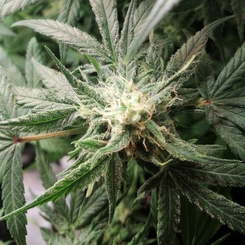 Walburga #3 growlog timeline photo
