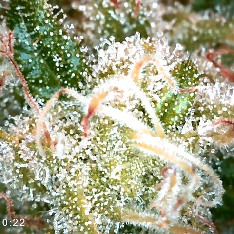 Walburga #3 growlog timeline photo