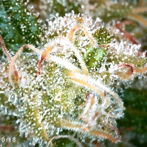 Walburga #3 growlog timeline photo
