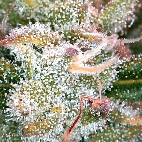 Walburga #3 growlog timeline photo