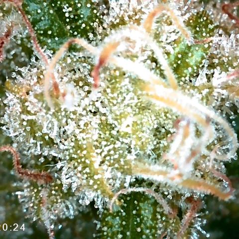 Walburga #3 growlog timeline photo