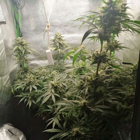 Walburga #3 growlog timeline photo