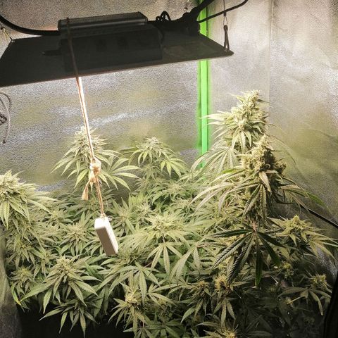 Walburga #3 growlog timeline photo