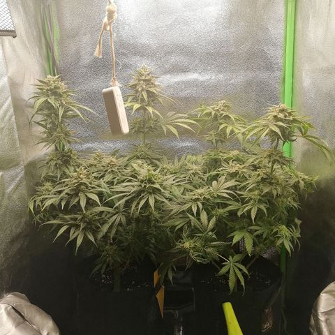Walburga #1 growlog timeline photo