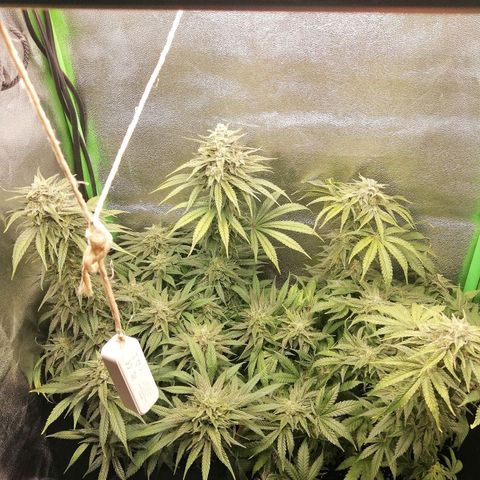 Walburga #1 growlog timeline photo