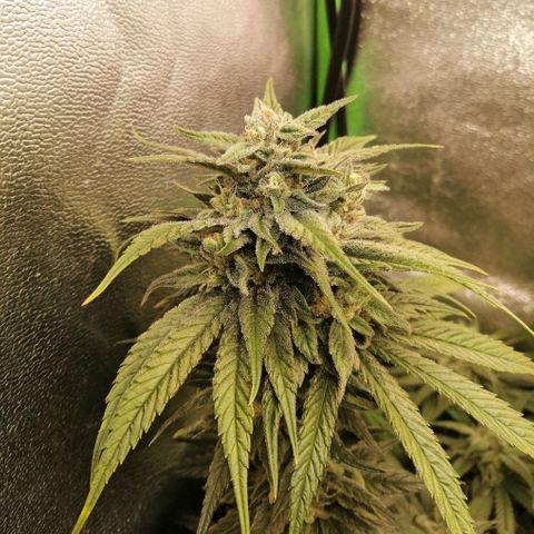 Walburga #1 growlog timeline photo