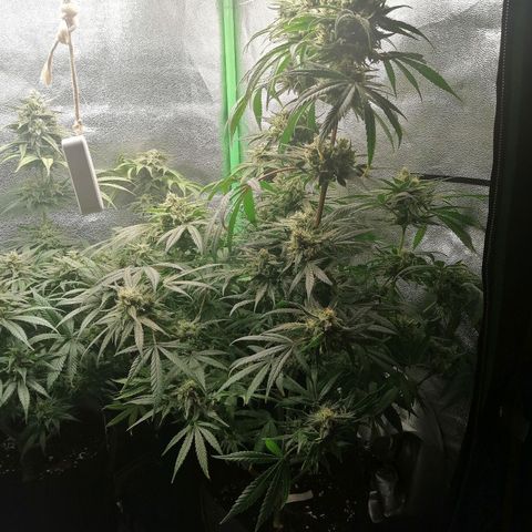 Walburga #3 growlog timeline photo