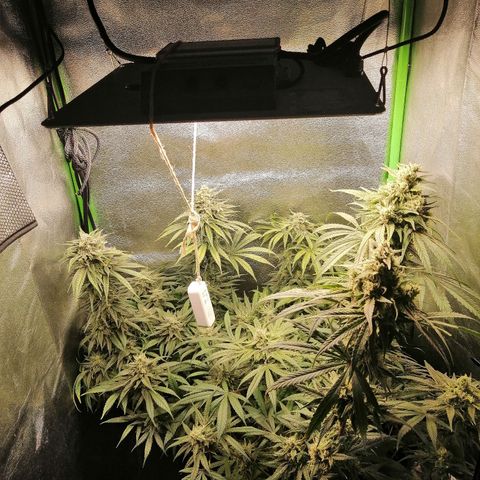 Walburga #3 growlog timeline photo