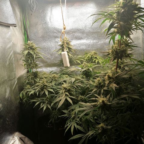 Walburga #3 growlog timeline photo