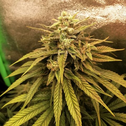 Walburga #3 growlog timeline photo