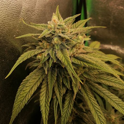Walburga #3 growlog timeline photo