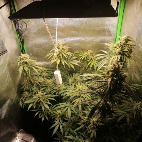 Walburga #3 growlog timeline photo