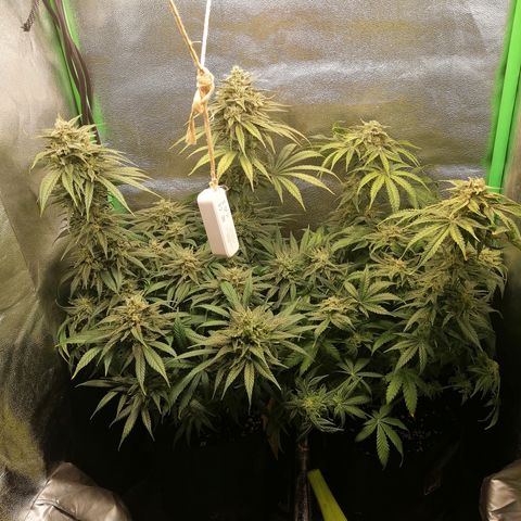 Walburga #1 growlog timeline photo