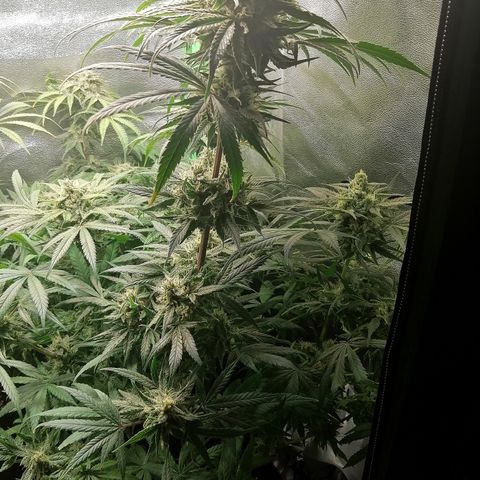 Walburga #3 growlog timeline photo